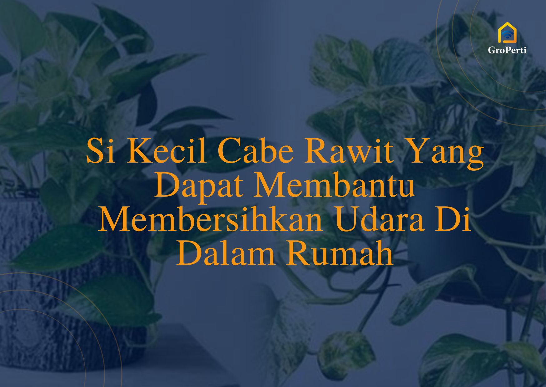 Si Kecil Cabe Rawit Bantu Udara Bersih Dalam Rumah